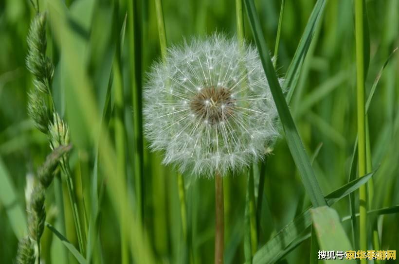 原神如何寻找蒲公英籽 原神如何高效寻找蒲公英籽