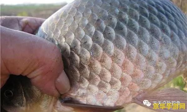 原神红花鳉钓鱼点位置 原神红花鳉钓鱼点位置全解析