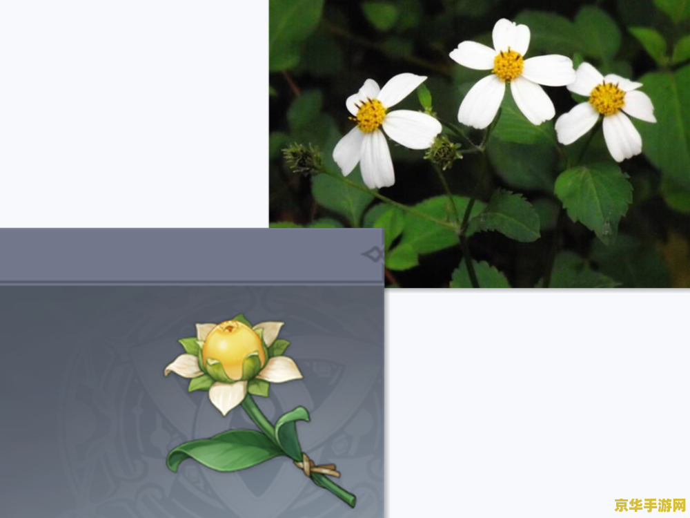 原神植物大全 原神植物大全 原神植物大全 原神植物大全