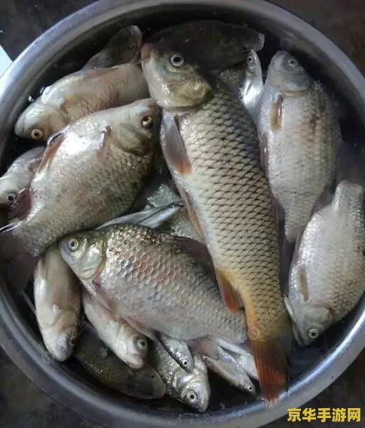 原神胖头鱼用什么饵料钓 原神胖头鱼用什么饵料钓