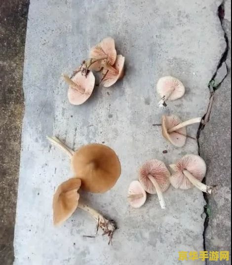 原神幽灯蕈的作用 原神幽灯蕈的作用