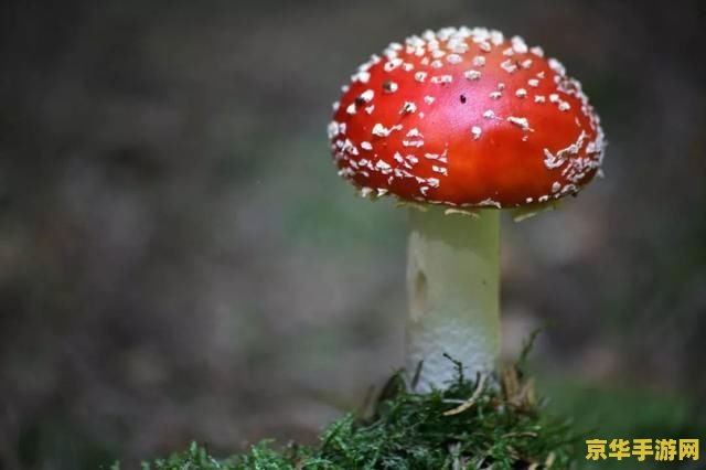 原神幽灯蕈的作用 原神幽灯蕈的作用