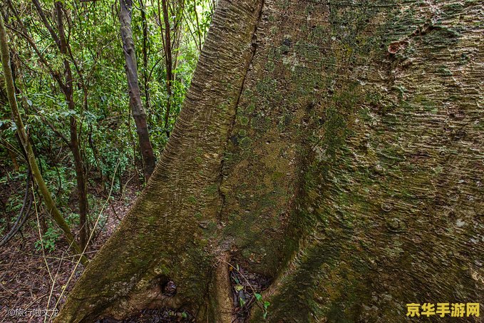 原神掣电树入口在哪 原神掣电树入口探寻 原神掣电树入口在哪 原神掣电树入口探寻