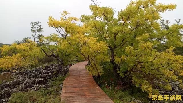原神掣电树入口在哪 原神掣电树入口探寻 原神掣电树入口在哪 原神掣电树入口探寻
