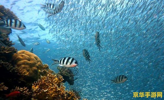 原神鱼儿合成 原神鱼儿合成深度解析