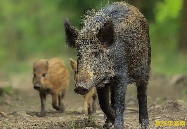 原神找不到野猪怎么办 原神找不到野猪怎么办