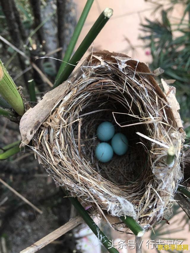 原神鸟蛋从哪买 原神鸟蛋从哪买