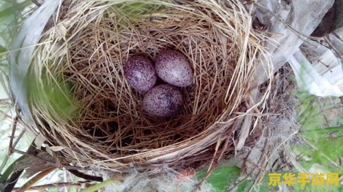 原神鸟蛋从哪买 原神鸟蛋从哪买