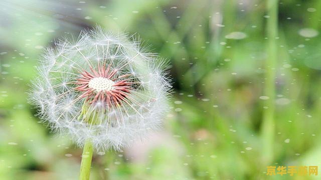 原神蒲公英有人买吗 原神蒲公英的买卖情况分析 原神蒲公英有人买吗 原神蒲公英的买卖情况分析