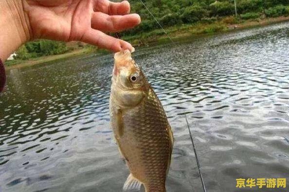 原神渔获的鱼都在哪钓 原神渔获的鱼都在哪钓