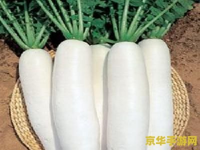 原神新手白萝卜在哪里收集 原神新手如何收集白萝卜