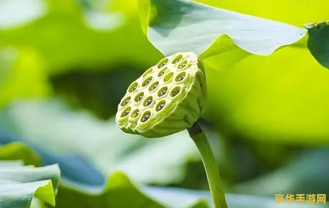 原神卖莲蓬的商人 &lt;h3&gt;原神卖莲蓬的商人：探索璃月港的隐藏宝藏&lt;/h3&gt;