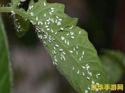 原神雷樱枝条怎么激活 原神雷樱枝条怎么激活