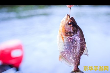 原神五星观赏鱼 原神五星观赏鱼深度解析
