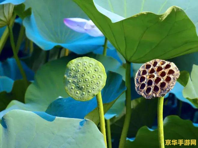 原神璃月港莲蓬在哪里 原神璃月港莲蓬采集指南