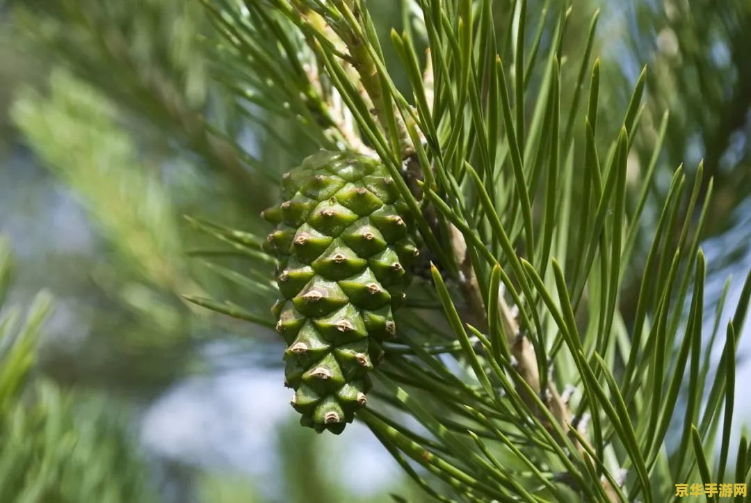 原神松果长在什么树 原神松果长在什么树 原神松果长在什么树 原神松果长在什么树
