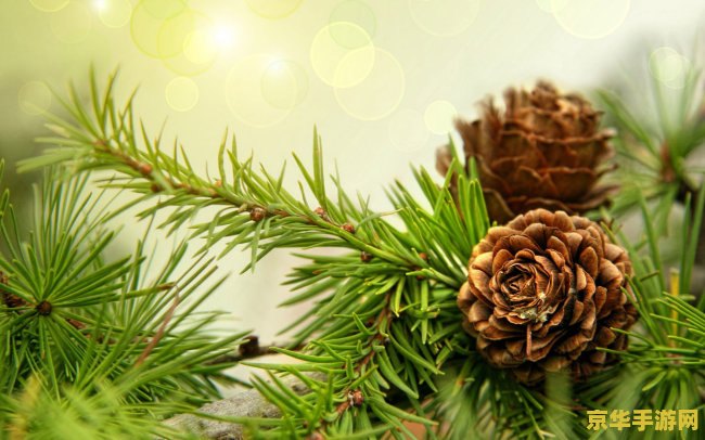 原神松果长在什么树 原神松果长在什么树 原神松果长在什么树 原神松果长在什么树