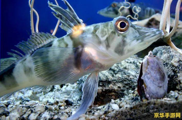 原神怎么发现新鱼类 原神怎么发现新鱼类 原神怎么发现新鱼类 原神怎么发现新鱼类