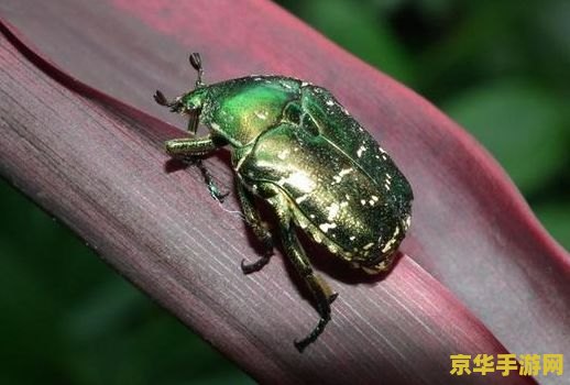 原神圣金虫为什么找不到 原神圣金虫难以寻觅的奥秘