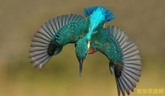 原神炮鲀多久刷一次 原神炮鲀多久刷一次 原神炮鲀多久刷一次 原神炮鲀多久刷一次