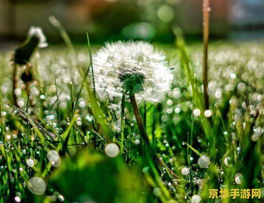 原神蒙德蒲公英籽怎么采摘 原神蒙德蒲公英籽采摘攻略