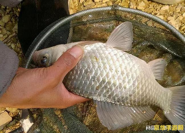 原神渔获的鱼哪里钓 原神渔获的鱼哪里钓 原神渔获的鱼哪里钓 原神渔获的鱼哪里钓