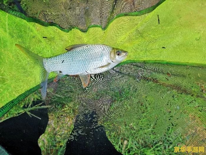 原神渔获的鱼哪里钓 原神渔获的鱼哪里钓 原神渔获的鱼哪里钓 原神渔获的鱼哪里钓