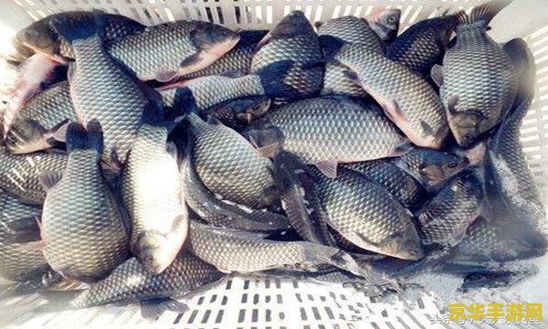 原神稻妻的鱼用什么鱼饵 原神稻妻的鱼用什么鱼饵