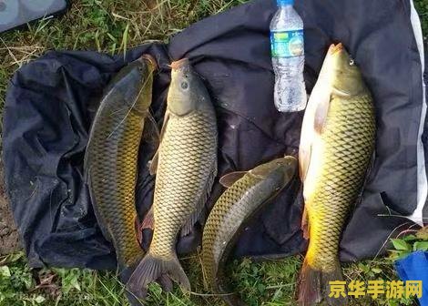 原神一个钓鱼点能钓多少条鱼 原神一个钓鱼点能钓多少条鱼