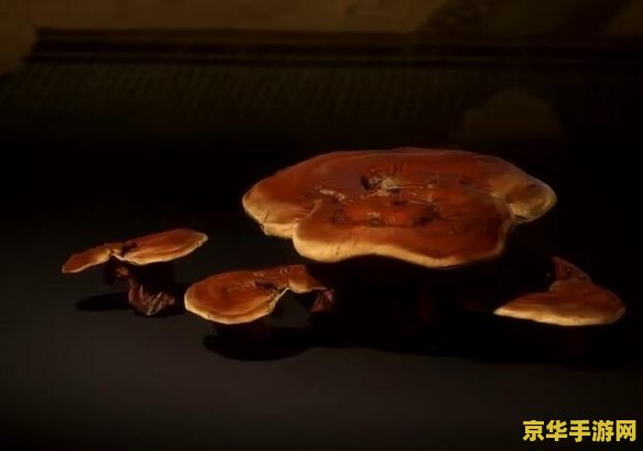 原神里的海灵芝 原神里的海灵芝:探索与用途详解 原神里的海灵芝 原神里的海灵芝:探索与用途详解