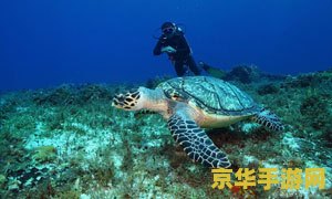 原神海龟汤汤底 原神海龟汤汤底探索