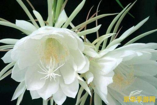 忧昙花原神 忧昙花与原神：探索奇幻世界的奇妙邂逅