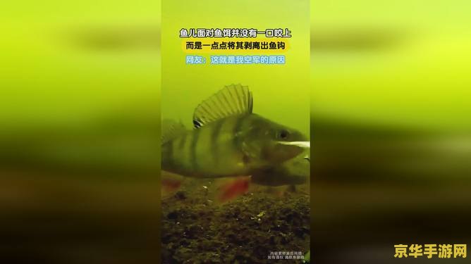 原神花鳉鱼饵没了还没有花鳉怎么办 原神花鳉鱼饵没了还没花鳉怎么办
