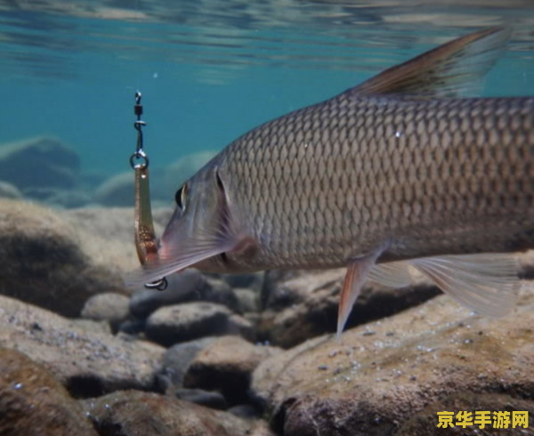原神花鳉鱼饵没了还没有花鳉怎么办 原神花鳉鱼饵没了还没花鳉怎么办
