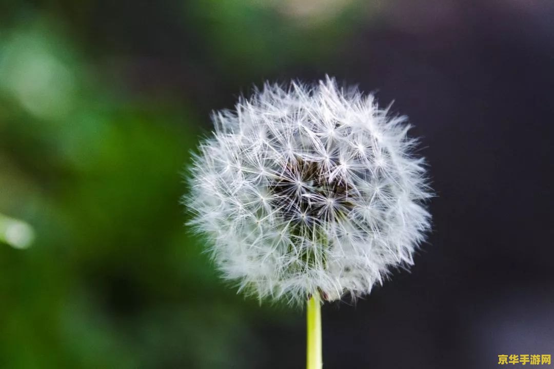 原神蒲公英花海在哪里 原神蒲公英花海探索指南