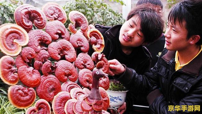 原神海灵芝的功效和作用 原神海灵芝的功效和作用