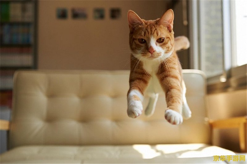 猫猫原神 猫猫原神：萌宠探险的奇幻之旅