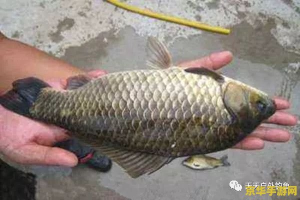 原神鱼花鳉鱼饵 原神鱼花鳉鱼饵深度解析
