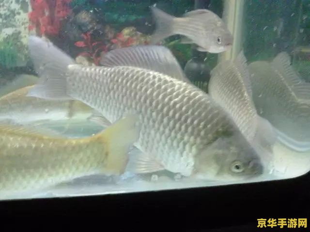 原神鱼花鳉鱼饵 原神鱼花鳉鱼饵深度解析