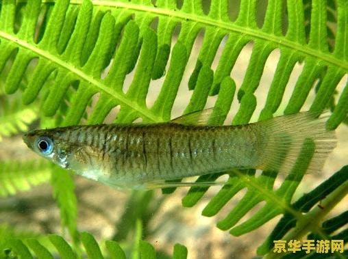 原神甜甜花鳉鱼