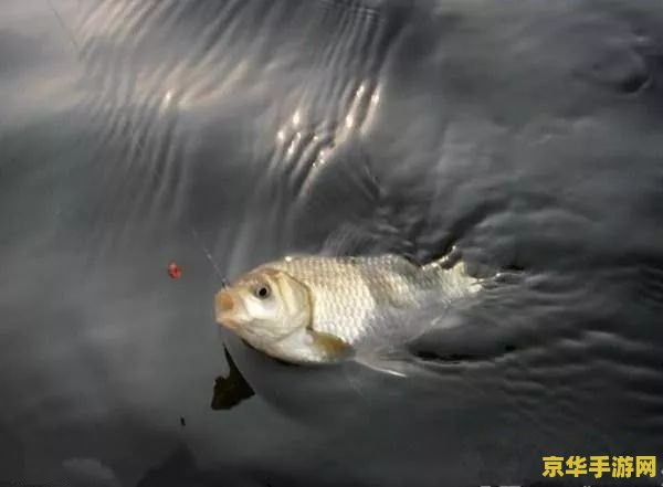 原神炮鲀钓鱼出没时间