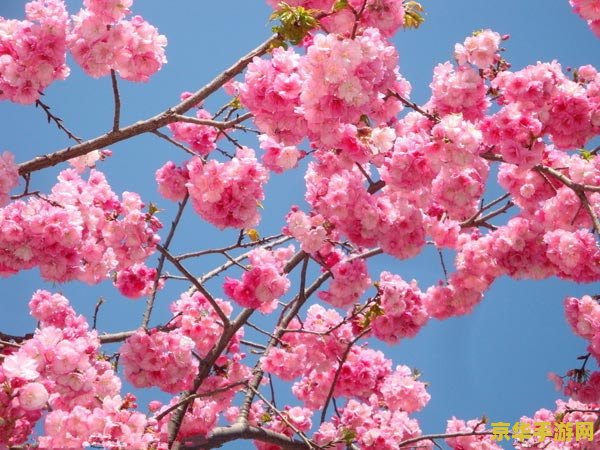 原神樱花绣球怎么摘