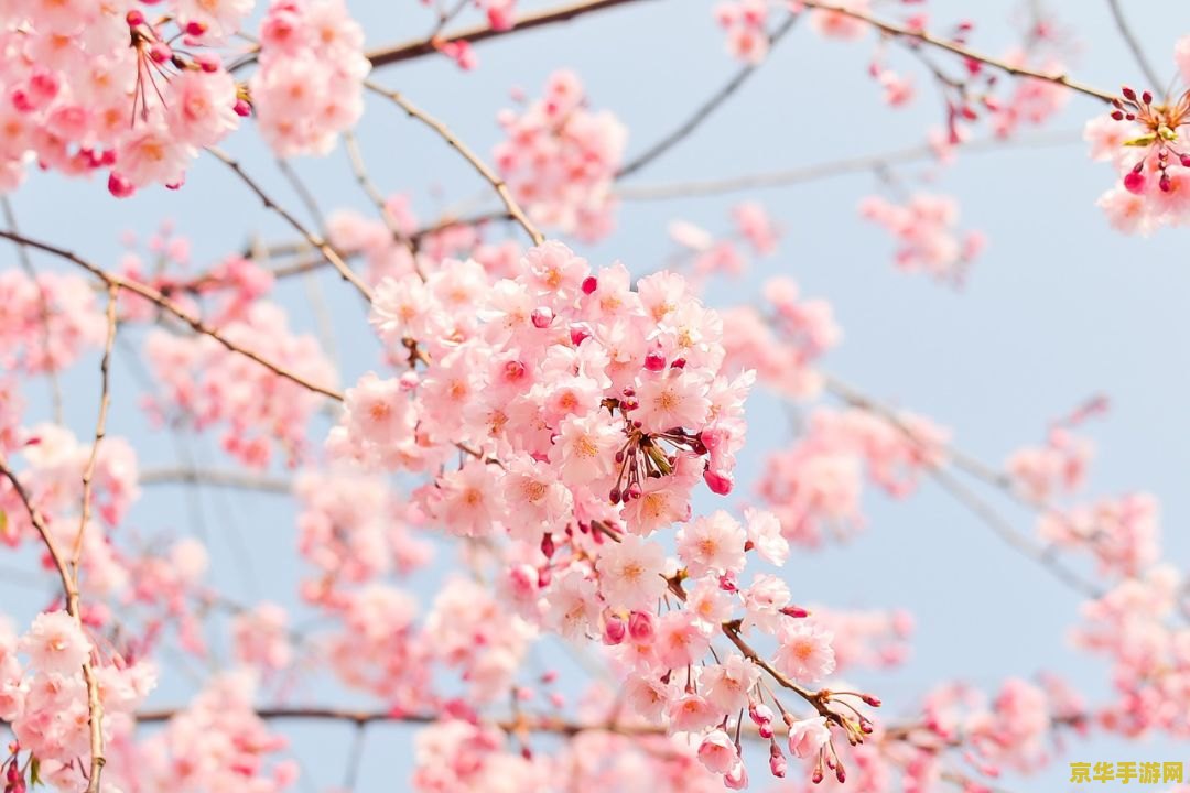 原神樱花绣球怎么摘