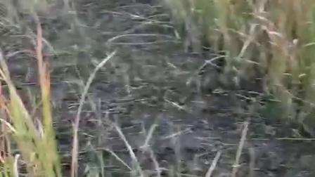 原神grasscutter教程