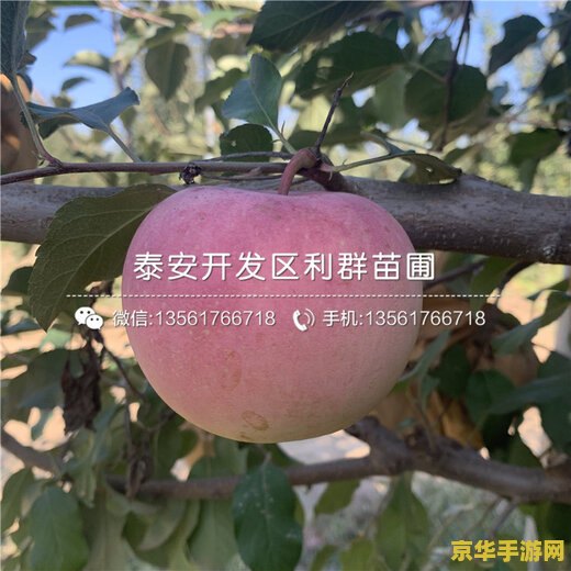 原神哪里苹果树最多