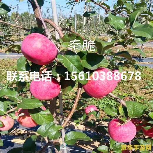 原神哪里卖苹果