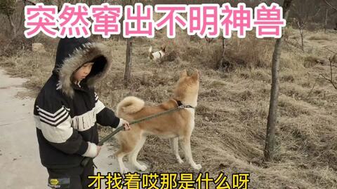 原神流血狗太恶心了