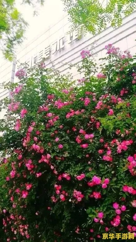 原神蔷薇花怎么找