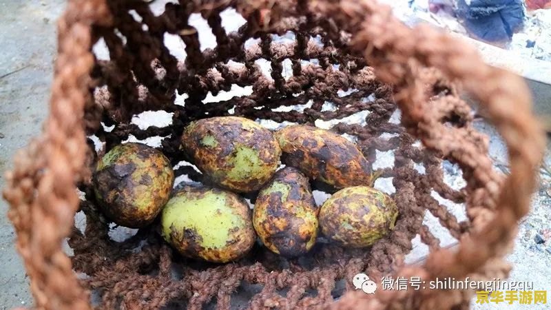 原神鸟蛋烧是什么梗
