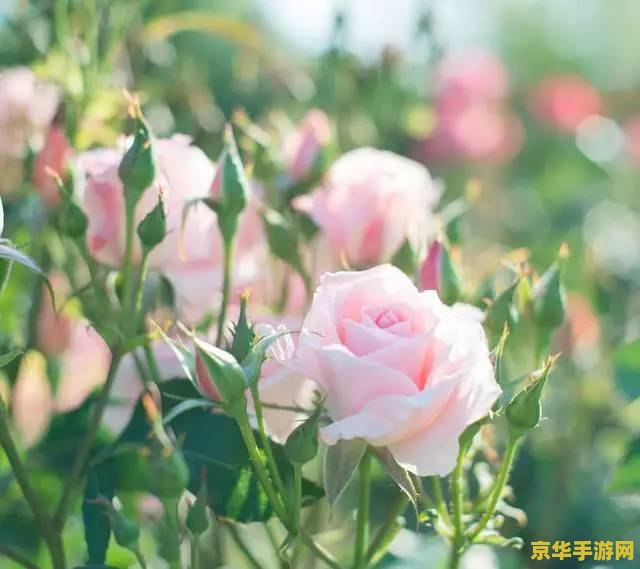 原神清新花